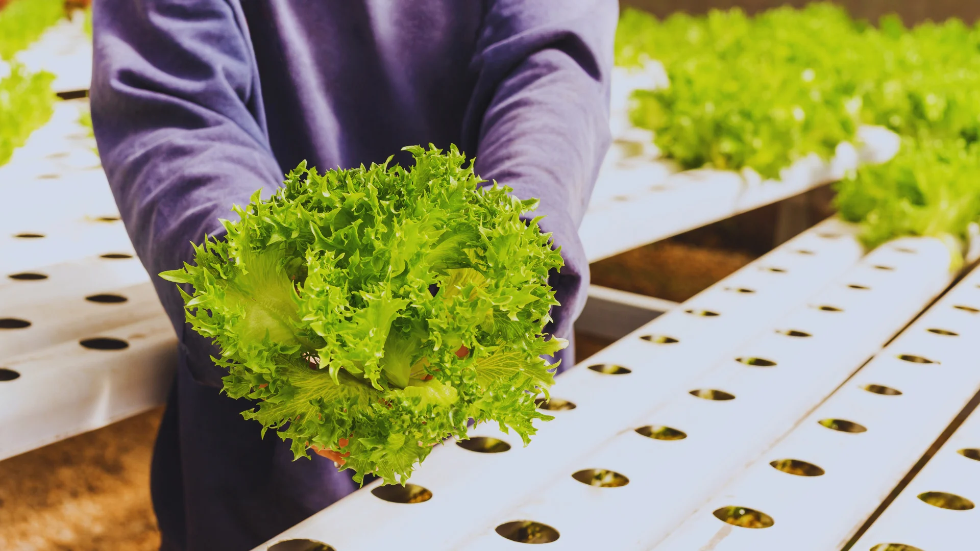 Farm field with technology overlay — precision agriculture